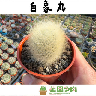 《花田多肉》🌵【白象丸】 3吋盆 仙人掌/軟刺仙人掌/多肉植物/戶外植物