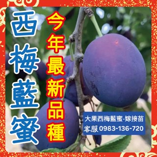 🔥破盤！！半價大出清【正宗大果西梅藍蜜】嫁接苗，紫色蜜棗李.西梅藍蜜.大果西梅藍蜜.西梅女神.