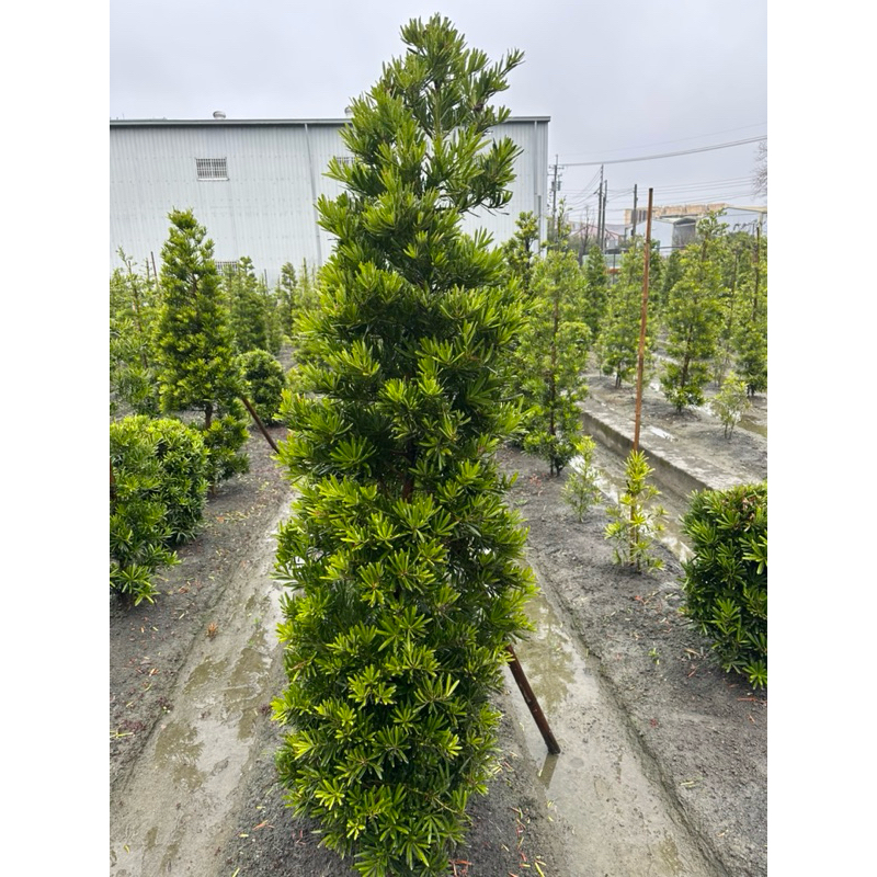 🌳財記園藝🌳👉錐形羅漢松胖胖型❌請勿下標～購買請私訊聊聊