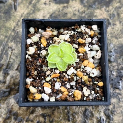 捕蟲堇-愛瑟氏	Pinguicula esseriana