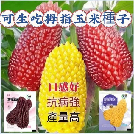 🍓🍓【草莓玉米種子】玉米種子 白龍王水果玉米 七彩玉米 水果玉米草莓玉米種子菠蘿玉米 奶油玉米種子 四季種植