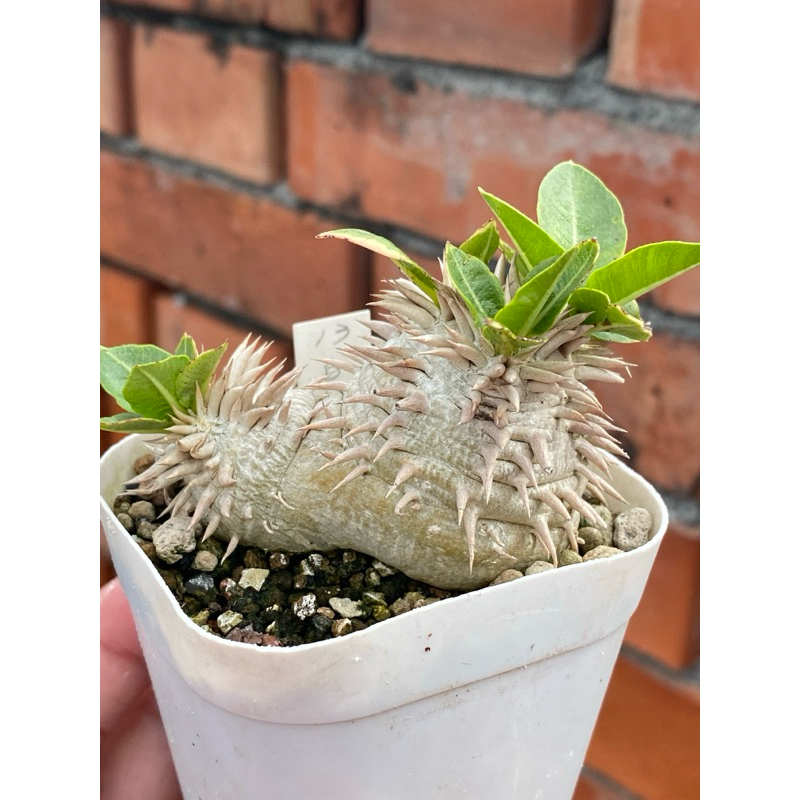 媃居Rou G🌵白花惠比須笑/棒槌/夾竹桃/塊根