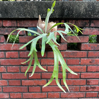 鹿角蕨P.banna#A 母株級有側芽了