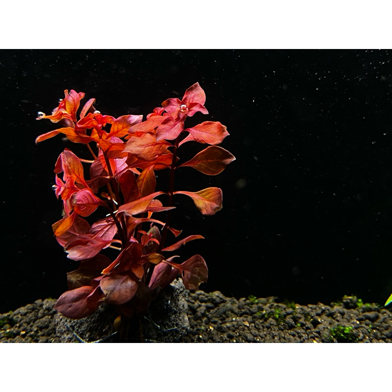 玫瑰葉底紅 3株/30元 玫瑰葉底紅+火山岩 耐熱 紅色 紅景 (水中葉 )  水草造景 新手級 神經病水草水族