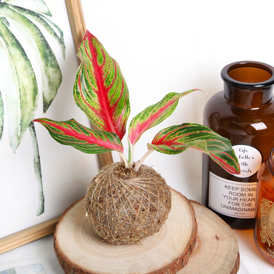 深綠色植物雜貨店 ‧火狐狸粗肋草苔球‧ /手作植物/植物苔球/室內植栽/辦公室療癒小物