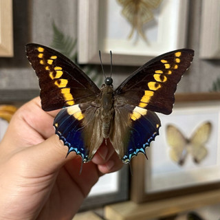 【現貨】🦋陰陽蛺蝶🦋蝴蝶 昆蟲 模型 乾貨三角紙包裝 #非活體 #類模型 #藝術品