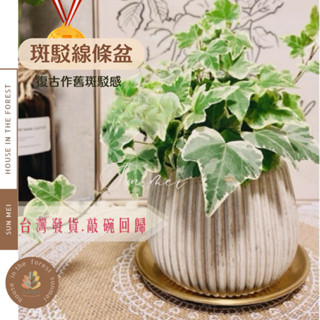 森美植所花盆/花器/觀葉盆/水泥盆/斑駁線條盆/立體線條盆/觀葉植物/水泥盆/盆器/盆栽/陶器/植栽/多肉盆栽/雨林