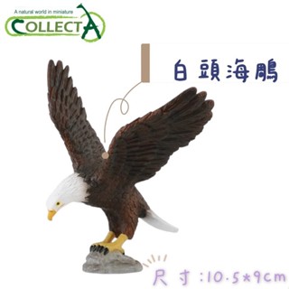 CollectA 英國高擬真模型 白頭海鵰 啄木鳥 鯨頭鸛 信天翁 黑麵琵鷺 模擬 動物模型 公仔