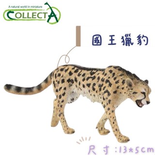 【MRW】CollectA 英國高擬真模型 國王獵豹 模擬 野生動物 動物模型 公仔 商品尺寸13x5cm(長x高)