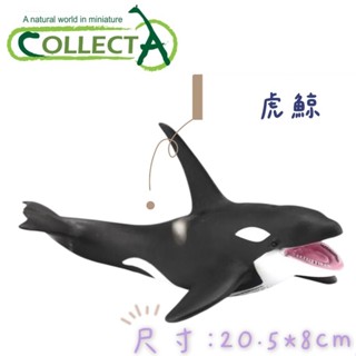 【MRW】CollectA 英國高擬真模型 海洋動物 海洋生物 虎鯨 殺人鯨 模擬 野生動物 動物模型 公仔