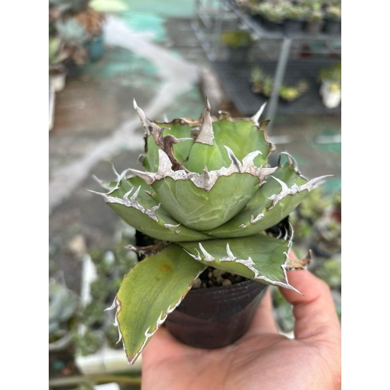 agave 嚴龍 螃蟹（阿廠）如圖