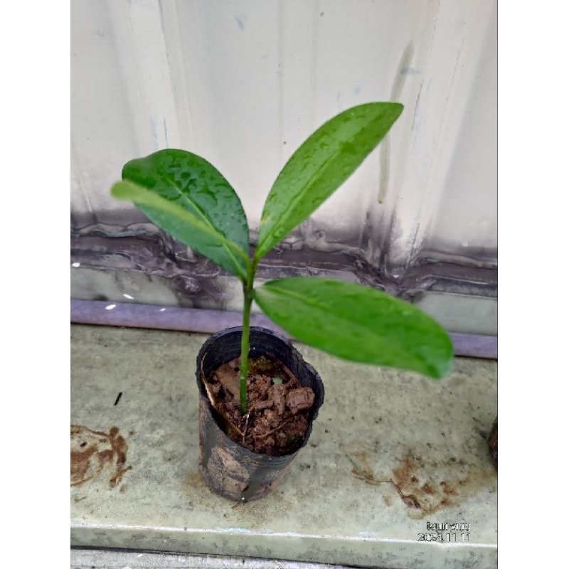 ~秀山農場~ 福木苗(盆苗)~(樹#208~2)~