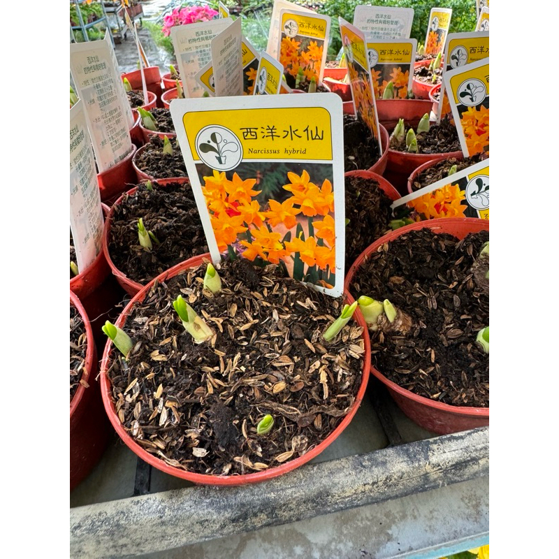 霏霏園藝西洋水仙一棵特價260元