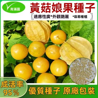 官方自營【原廠包裝】黃菇娘果種子陽臺庭院盆栽黃色東北甜姑娘果燈籠果籽水果種子 姑娘果種子