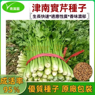 官方自營【原廠包裝】津南實芹種子 約3000粒 實心芹菜速生四季小香芹西芹籽清脆爽口菜園陽臺盆栽 芹菜種子大全