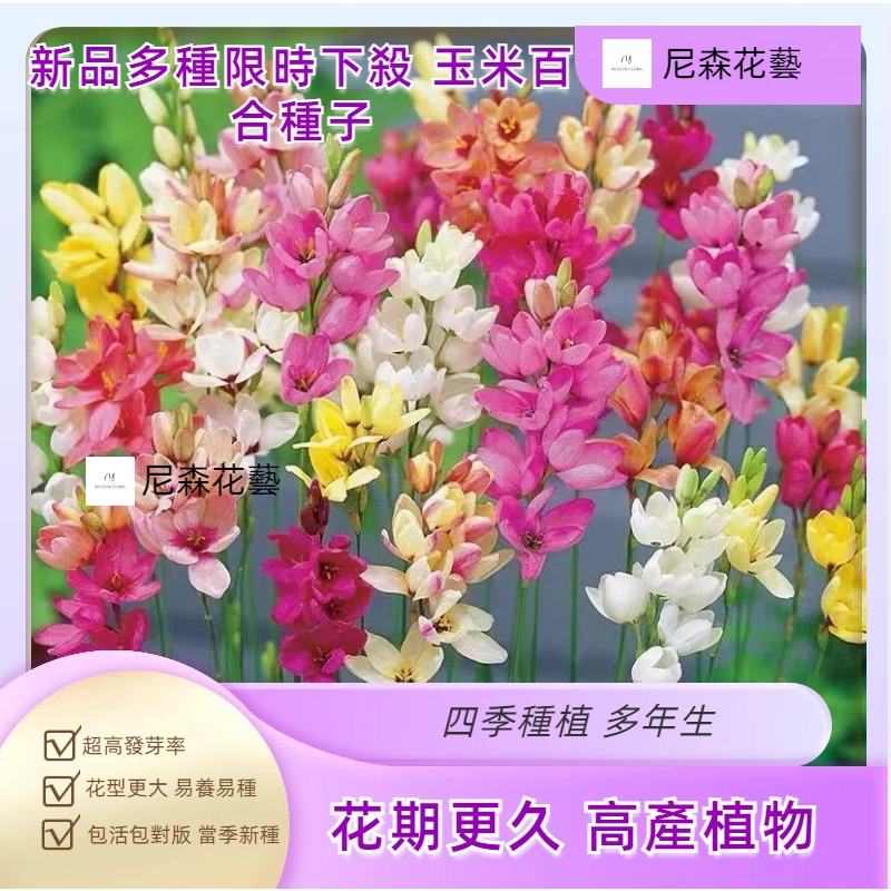 小樹盆栽 矮化日式盆栽南非玉米百合種子 多年生觀賞花卉盆栽四季種植 室內外盆栽種植 種球 種子 花卉 花苗高產植物水培
