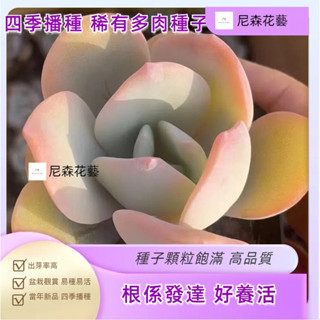 小樹盆栽 日式園藝造景五十鈴玉漸變色多肉種子 四季種植 懶人花卉種子 易種易活微型盆栽矮化種子水培植物 室內植物 迷你