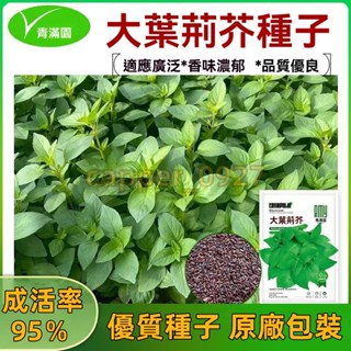 官方自營【原廠包裝】大葉荊芥種子 約2克 陽臺種菜籽盆栽河南荊芥種籽庭院菜園蔬菜種子