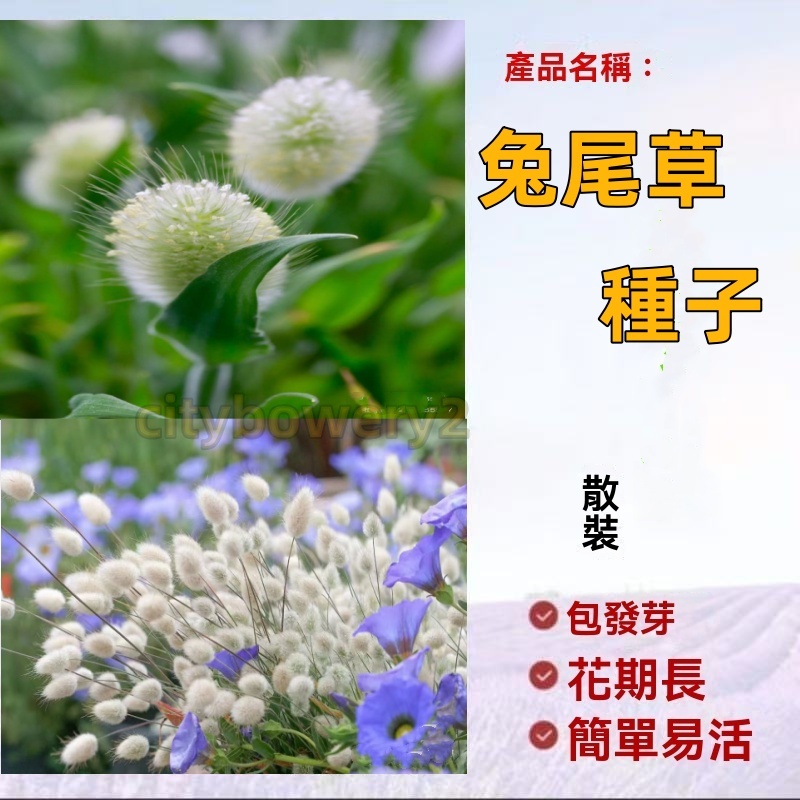 【精選種子】兔尾草種子 藍寶石/美人草 多款觀賞草坪種子 藍羊矛 羽毛草 兔尾草 鼠尾草 四季觀賞花卉種子