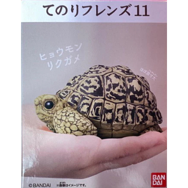 現貨 掌上好朋友 烏龜 豹龜 萬代 BANDAI