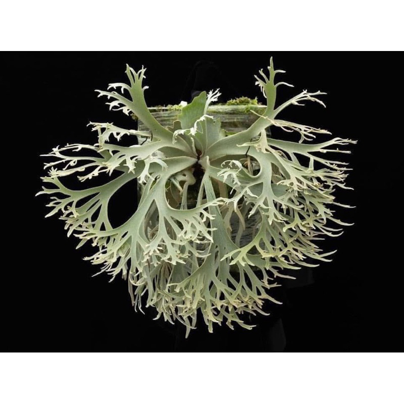 jenny鹿角蕨的價格推薦- 2026年2月| 比價比個夠BigGo