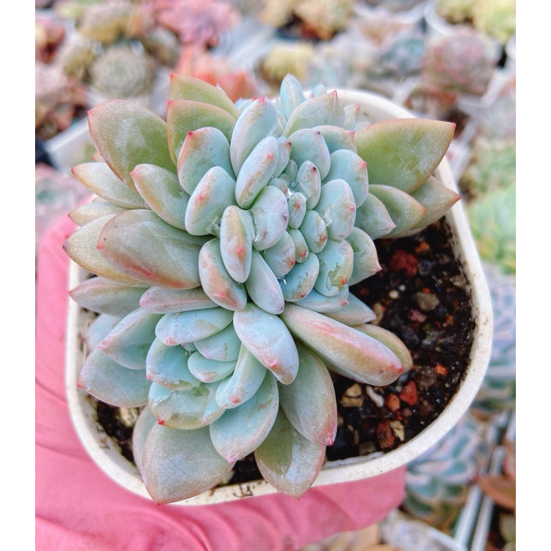 💕貳參幸福多肉💕 大雪蓮綴化 多肉植物