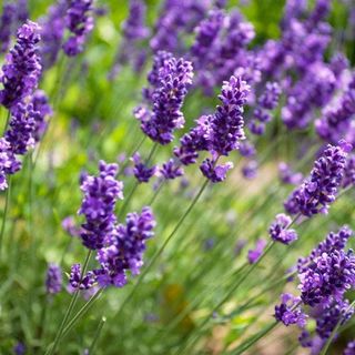 美國Bramble Berry-薰衣草香精 Lavender Fragrance Oil