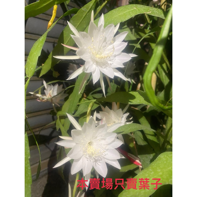 【Masha 瑪莎愛種花】迷你曇花 姬曇花 ~夜晚開花,清香,超美一年可多次開花(多肉植物)只有販售葉子/每片20元