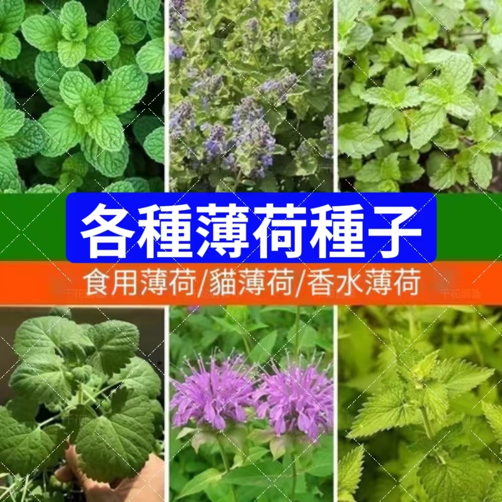 現貨🥬食用薄荷種子 美國薄荷四季播種陽台盆栽天然驅蚊草留香蘭薄荷種子清爽香料種子四季盆栽種子 食用薄荷貓薄荷羅勒糖果薄荷