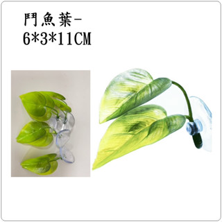 P老闆水族~鬥魚葉 鬥魚產卵 鬥魚繁殖 鬥魚躲藏 欖仁葉 休息葉 鬥魚缸 水族造景 半月鬥魚 蓋斑鬥魚 魚缸裝飾 水草