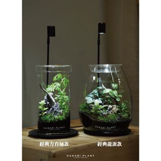 【蕨醒生態瓶】經典龍蛋 經典方直筒 室內植物 微景觀缸 生態禮盒 生態箱 生態缸 景觀瓶 煙花蕨醒Hanabiplant