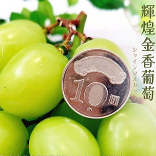 日本輝煌 金香葡萄苗 大苗🟡最新高壓技術+可快速產果🟡此品種脆甜好種植 麝香葡萄苗 陽光玫瑰葡萄苗 紅寶石葡萄苗