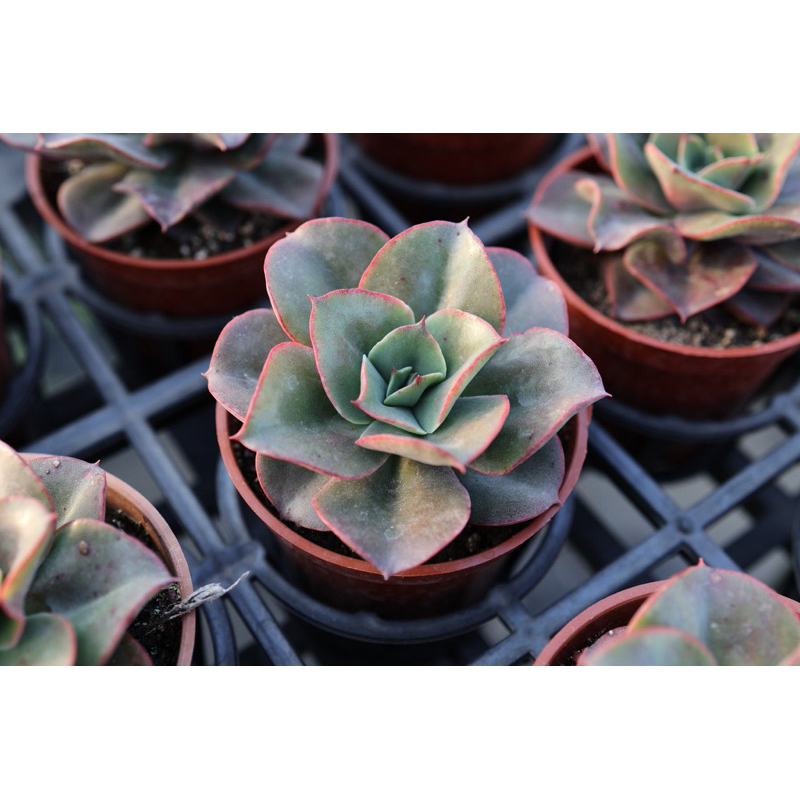 【煙花】3吋盆｜植享曲｜多肉植物｜療癒植物｜仙人掌｜龍舌蘭｜刺刺的防小人