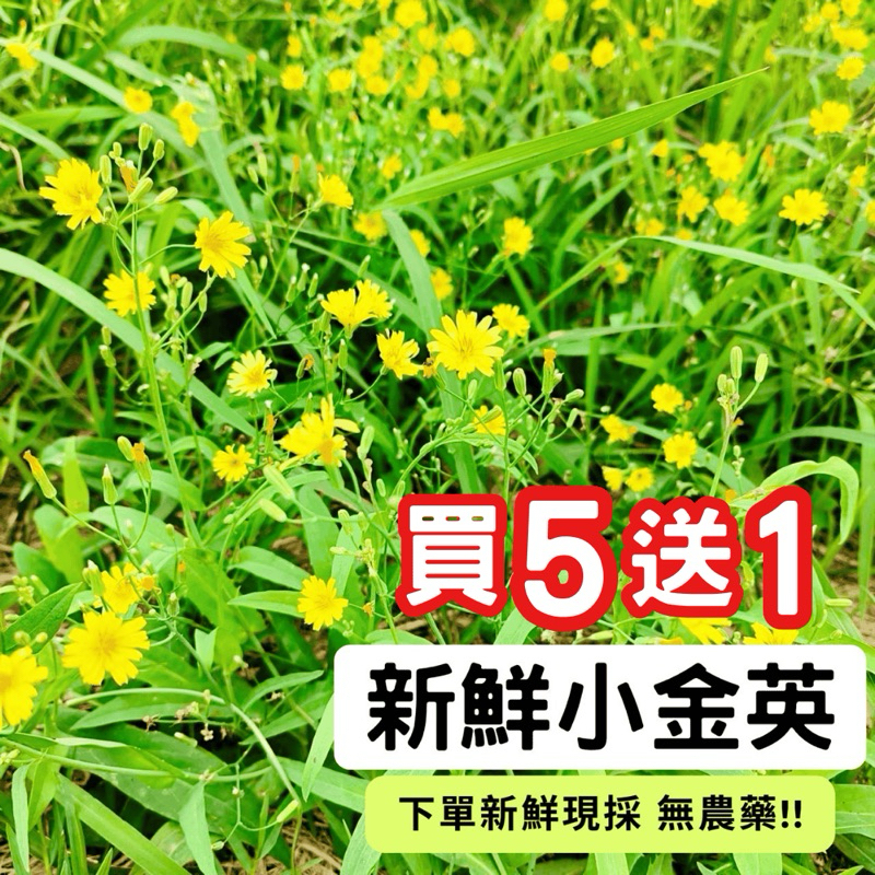🌼新鮮小金英🌼 保健草、兔兒菜、蒲公英、鵝仔菜 無農藥 兔子 陸龜 的美味野菜🐰