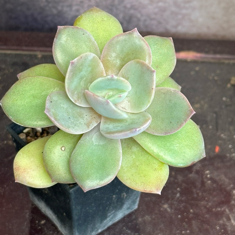 J36 白鳳 熊多肉植物2.17