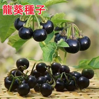 SH水果種子 龍葵種子 紫黑色龍葵 農家龍葵貴 水果種子 四季陽臺盆栽