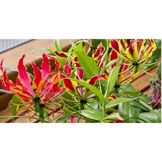 嘉蘭百合/Gloriosa superba/根莖出售/盆栽出售