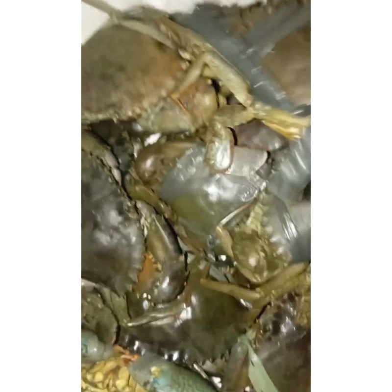 【極海鮮】活體菲律賓沙公沙母，中和/萬華，蛋多肉飽滿的季節