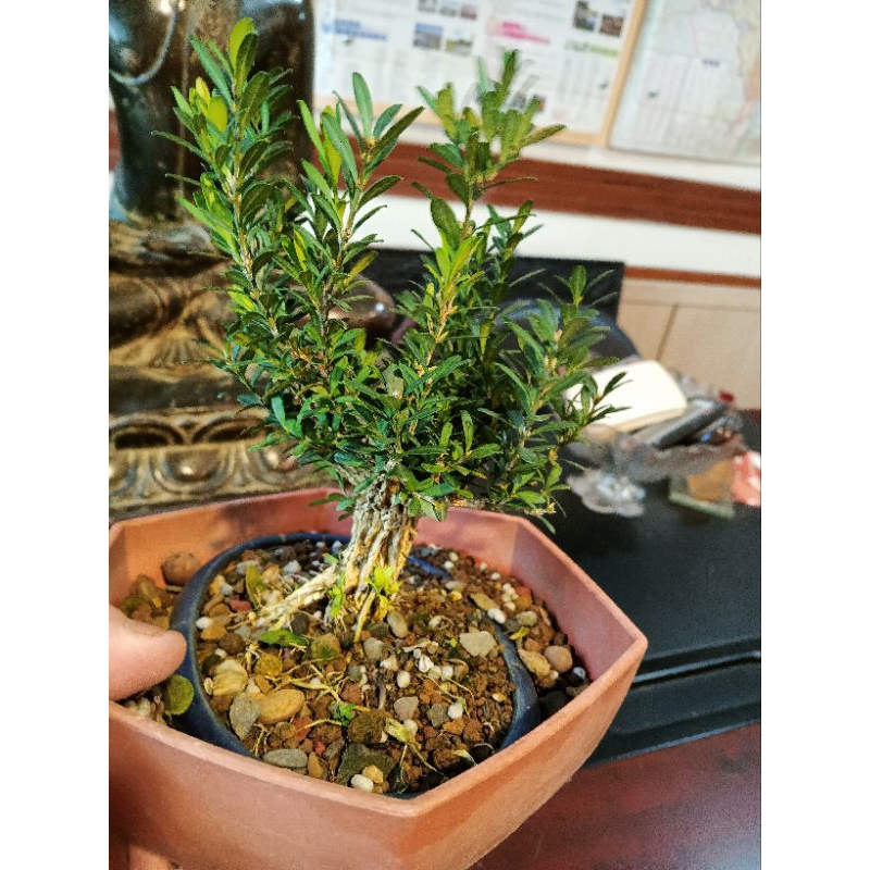 好種植的翡翠黃楊木，小葉金柳小品盆栽，便宜賣990元超商取貨免運費