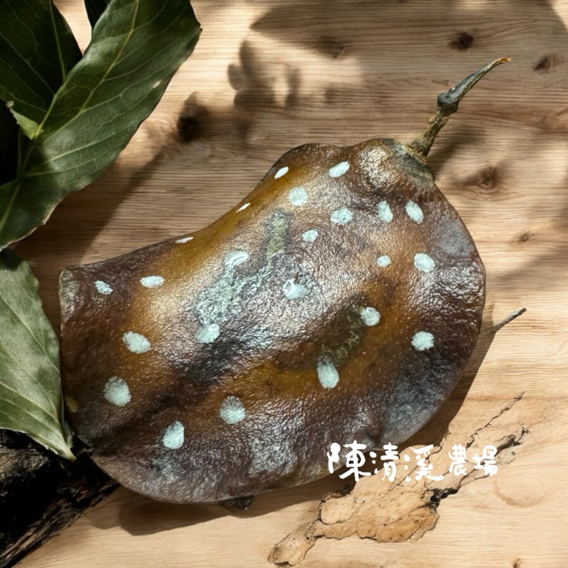 藍花楹、手作種子、乾燥藍花楹、魟魚、乾燥種子
