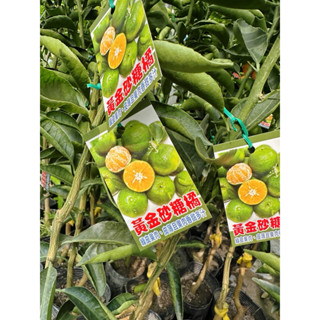 英宏 黃金砂糖橘4寸 冬蜜砂糖橘 金棗4吋 果樹新興 果苗 柑橘 水果植物 高甜度