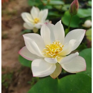 ❀臺灣當天發貨❀碗蓮荷花種子【校園植物學習單首選】 小型荷花種子水培植物四季 荷花盆栽 觀賞花卉易長 易活 易種植