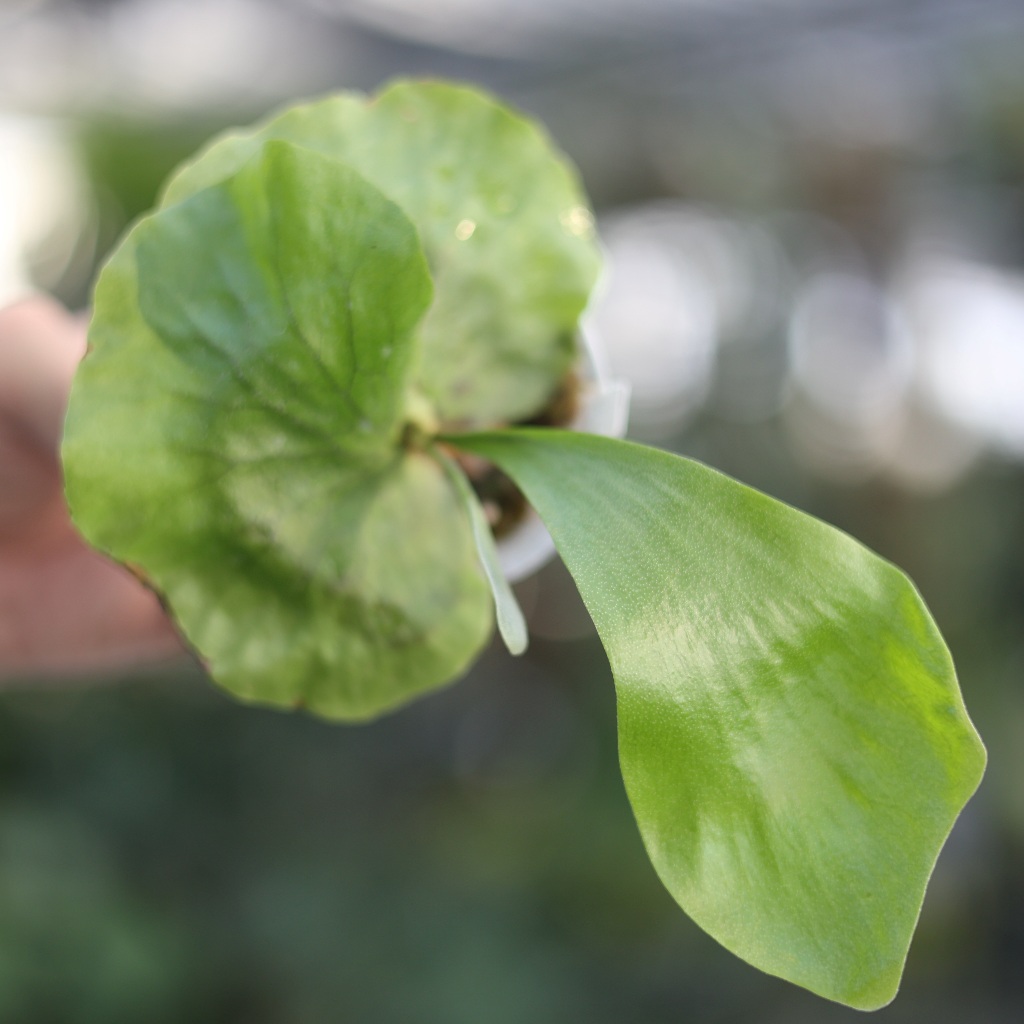 非洲圓盾交象耳 非圓象 3吋 蕨類 鹿角蕨上板 觀葉植物 上板植物 植栽【阿金的便秘花園】PP279