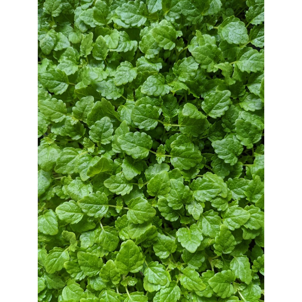 檸檬香蜂苗 香蜂草  Microgreens 擺盤 沙拉 盤飾 裝飾 西餐 芽苗 生菜 大盒