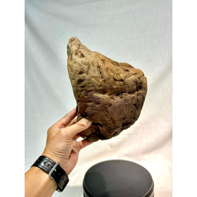 台灣牛樟風化根瘤
尺寸：25x19x14cm

重量：1kg

