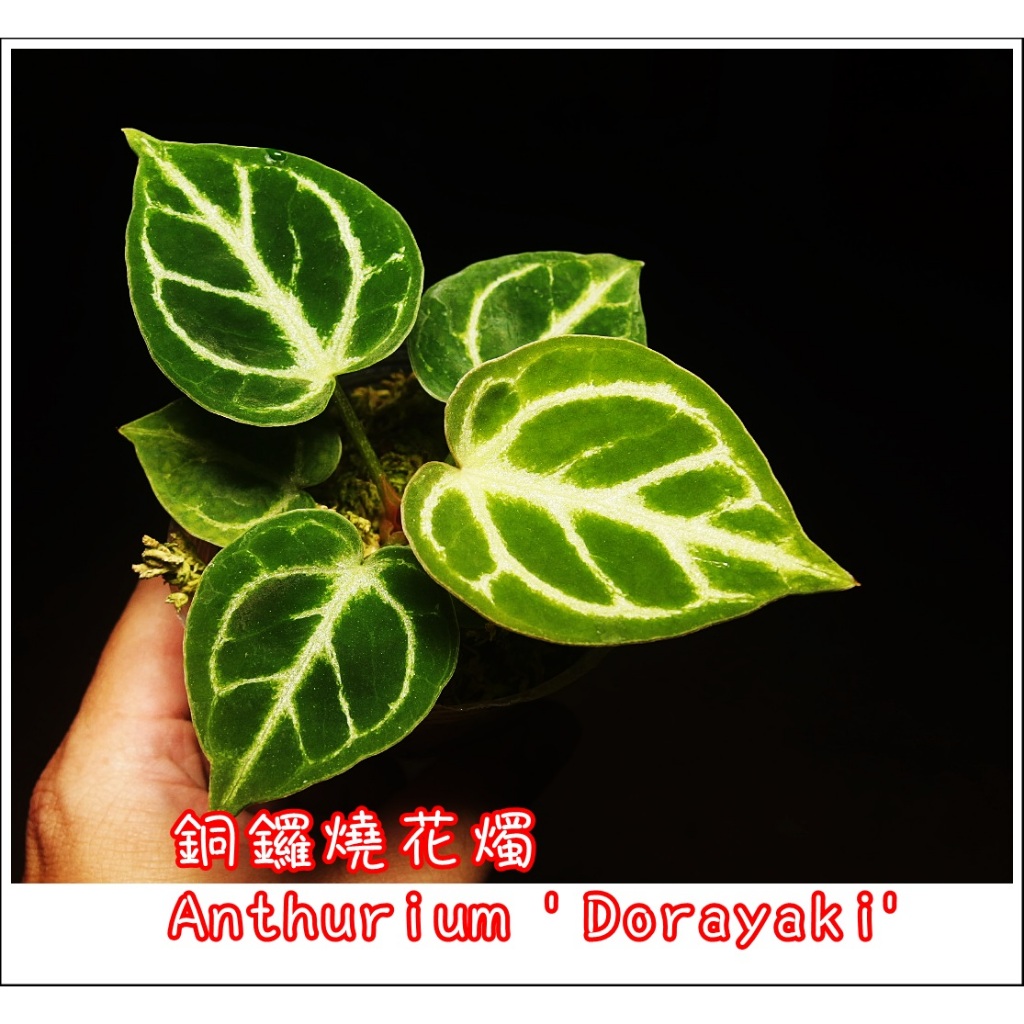 丸葉/銅鑼燒花燭Anthurium 'Dorayaki' 觀葉植物 雨林植物/(彩葉芋 迷彩芋 龜背芋 圓葉花燭 洞洞龜