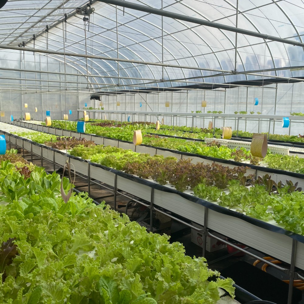 免運 3公斤 營業用萵苣 生菜 沙拉 魚菜共生農場 萵苣 生菜盤 餐廳生菜 咖啡館生菜 漢堡生菜