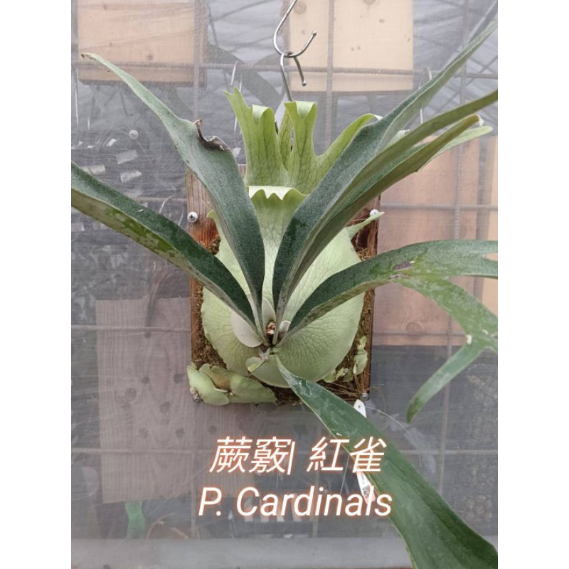 蕨竅~紅雀鹿角蕨| P. Cardinals|側芽販售|奧銀交貓路易士|澳銀交貓路易士|代客上板