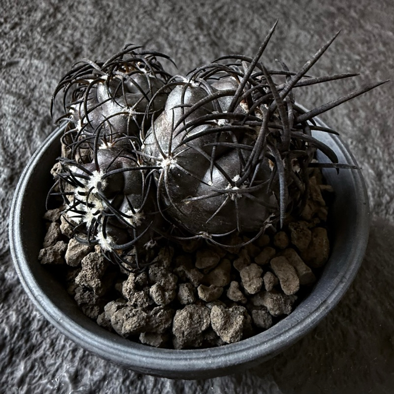 在台現貨  杜拉丸Copiapoa dura龍爪球 嫁接 側芽 自根 仙人掌 仙人球