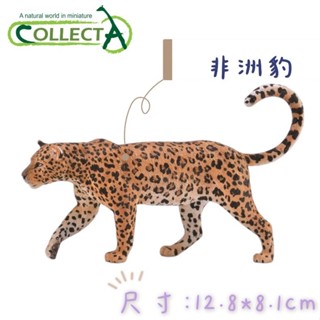 CollectA 英國高擬真模型 非洲豹 模擬 野生動物 動物模型 公仔